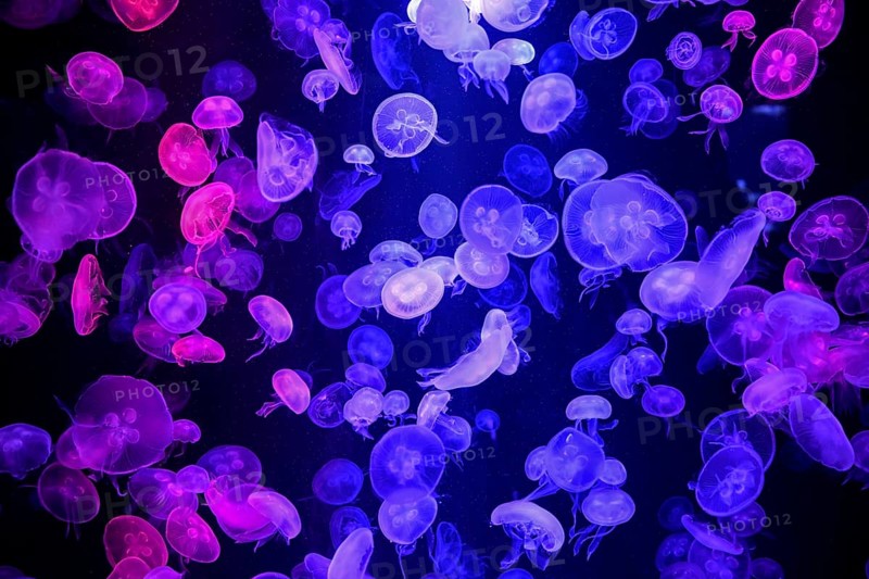 Box jellyfish (Aurelia aurita) in a tank of the Bang Saen Aquarium, Chonburi Province, Thailand, Asia