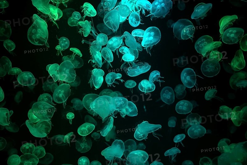 Box jellyfish (Aurelia aurita) in a tank of the Bang Saen Aquarium, Chonburi Province, Thailand, Asia
