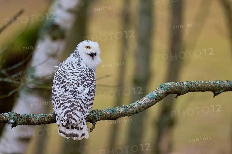 Snowy owl on branch (Bubo scandiacus) captive, Czech Republic, Europe
