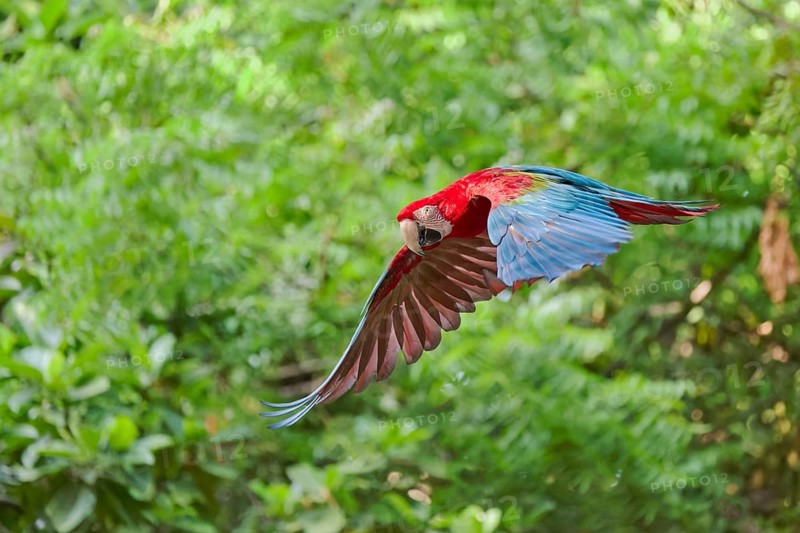 Scarlet Macaw in flight (Ara macao) Colombia