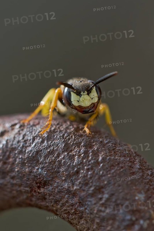 Beewolf digging (Philanthus triangulum) Lower Saxony, Germany, Europe