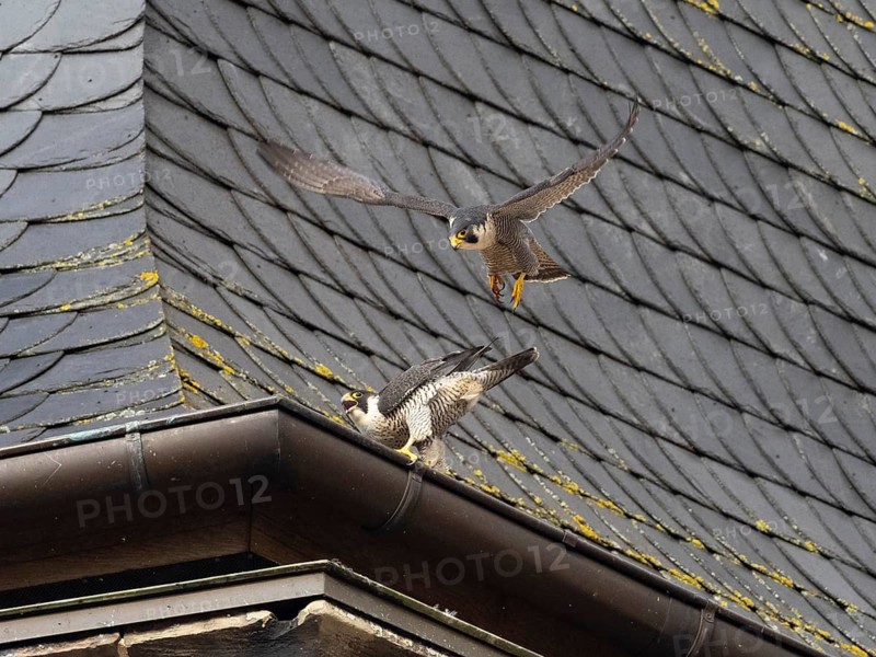Peregrine Falcons (Falco peregrinus), pair on the roof of a church tower, the male in flight leaving the female bird after copulating, beside their nest, the Hesse, Germany, Europe