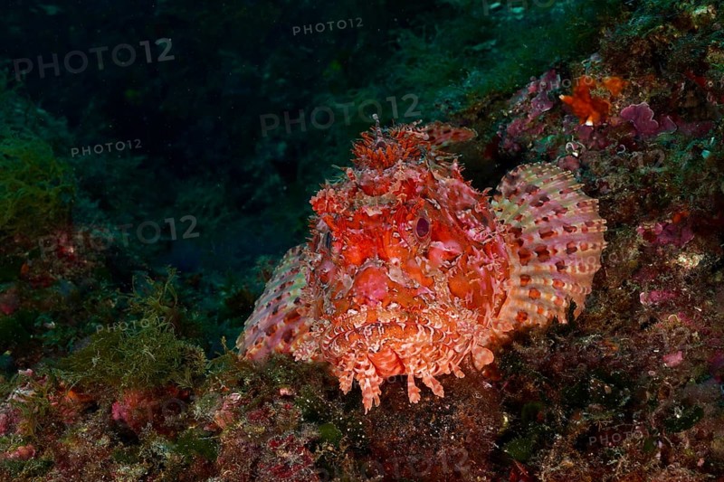 Portrait of red scorpionfish (Scorpaena scrofa) with distinct patterns on the seabed, dive site Cap de Creus Marine Reserve, Rosas, Costa Brava, Spain, Mediterranean Sea, Europe