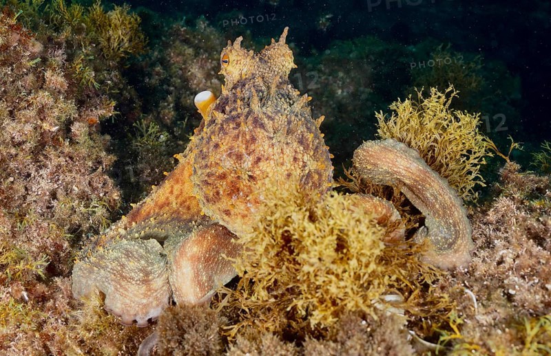 A camouflaged octopus, Common Octopus (Octopus vulgaris), on an algae-covered seabed, dive site Cap de Creus Marine Reserve, Rosas, Costa Brava, Spain, Mediterranean Sea, Europe