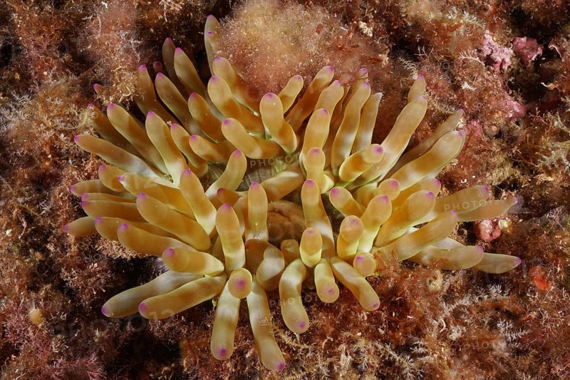 Yellow rock rose (Cribrinopsis crassa) with purple tips on sandy ground, diving site Cap de Creus Marine Reserve, Rosas, Costa Brava, Spain, Mediterranean Sea, Europe