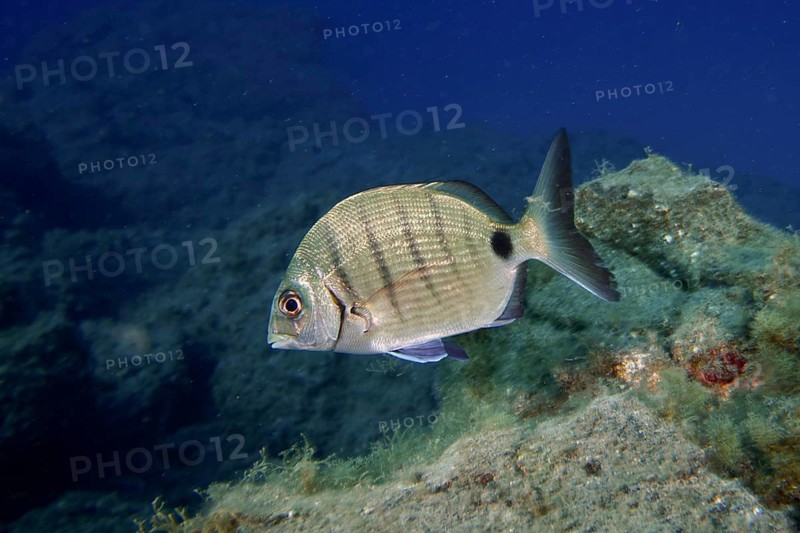 A single goat bream (Diplodus sargus cadenati) swimming in deep blue water near rocks, dive site Roca Jolia, Las Galletas, Tenerife, Canary Islands, Spain, Europe