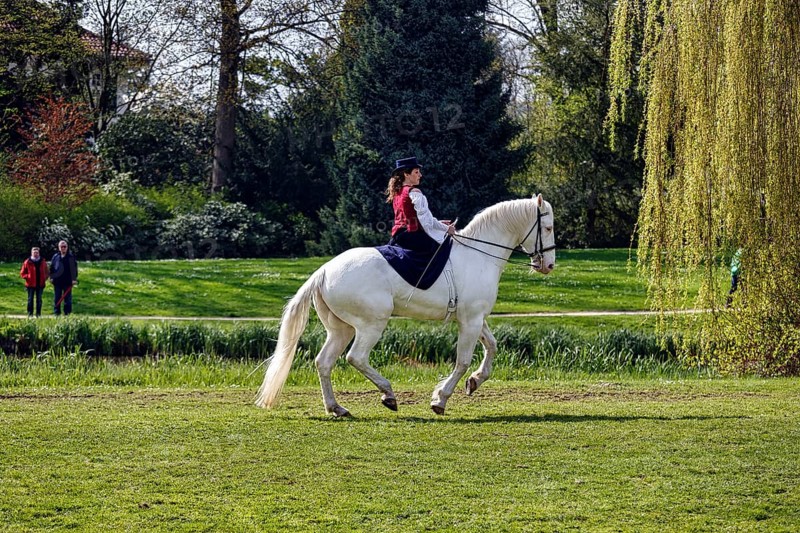 Demonstration, rider Julia Temmler during liberty dressage on Knabstrupper, white mare, baroque horse, dressage riding, garden festival Landpartie 2013 in the spa gardens of Bad Pyrmont, Weserbergland, Germany, Europe