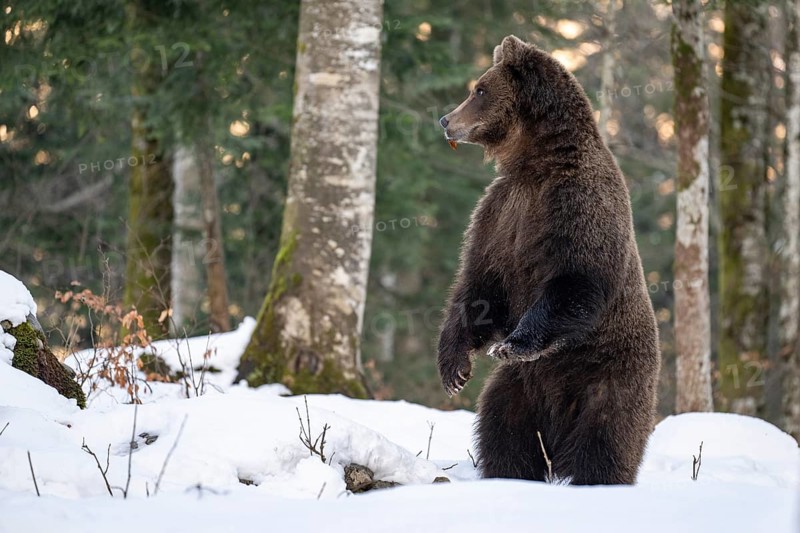 European brown bear (Ursus arctos arctos) in the forest, bear in the snow, winter, Notranjska region, Slovenia, Europe