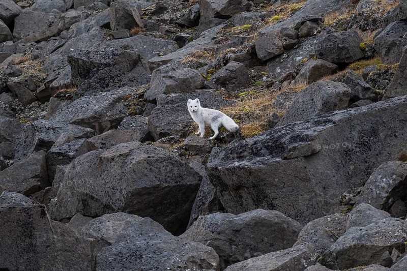 Arctic fox (Vulpes lagopus) in winter coat on rocks, Straumsland, Spitsbergen, Svalbard, Norway, Europe