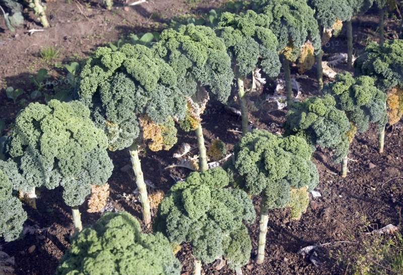 Curly kale broccoli plants growing in vegetable garden