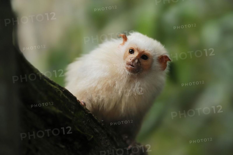 Silver monkey or silver marmoset (Mico argentatus, Callithrix argentata), captive, occurring in South America