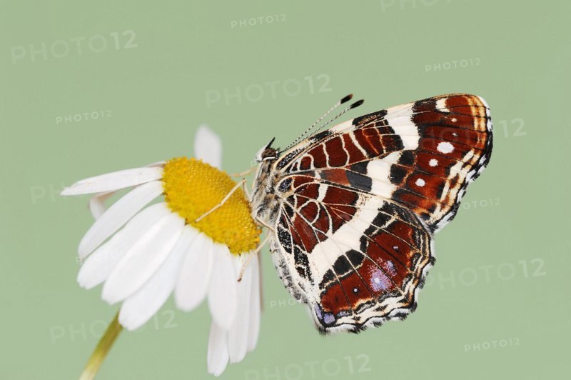 Landcarts or Landcarts butterfly (Araschnia levana f. prorsa), butterfly of the summer generation, North Rhine-Westphalia, Germany, Europe