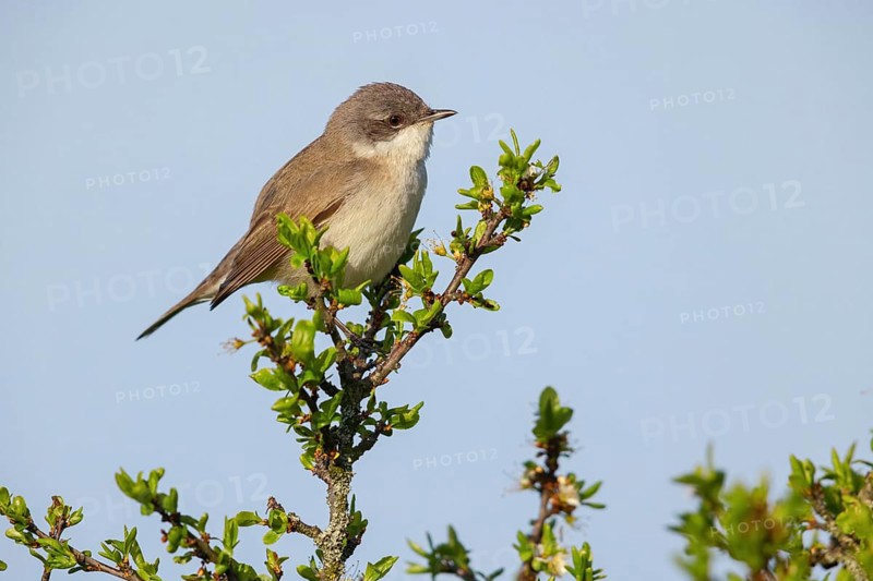 Lesser whitethroat (Sylvia curruca), perch, Quirnheimer Berg, Bad Dürkheim district, Rhineland-Palatinate, Germany, Europe