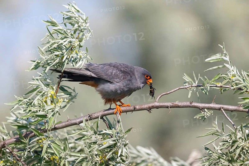 Red-footed Falcon, (Falco vespertinu), perching station, falcon family, Tower Hide, Tiszaalpár, Kiskunsági National Park, Bács-Kiskun, Hungary, Europe