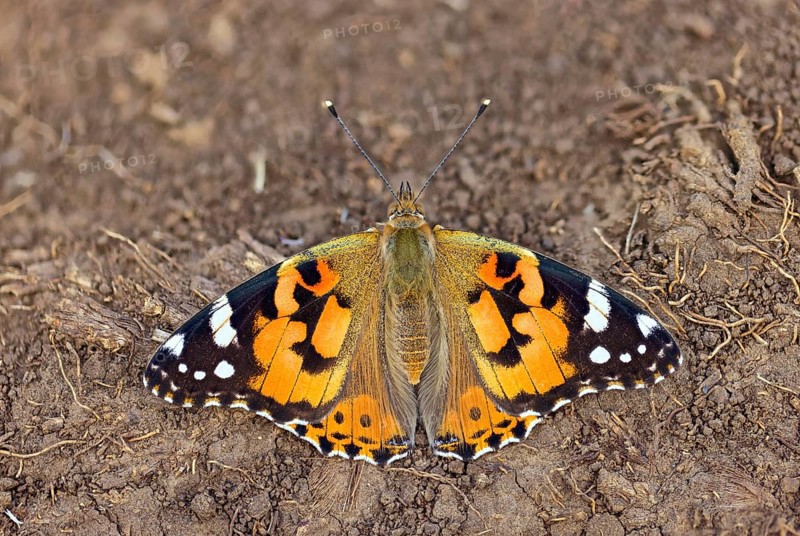 Thistle butterfly, (Vanessa cardui), Cynthia cardui, top view, Kaiserstuhl, Baden-Württemberg, Germany, Europe