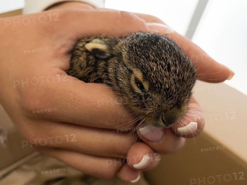 Veterinary assistant holds orphaned european rabbit (Oryctolagus cuniculus) a few days old wild rabbit for examination, Germany, Europe