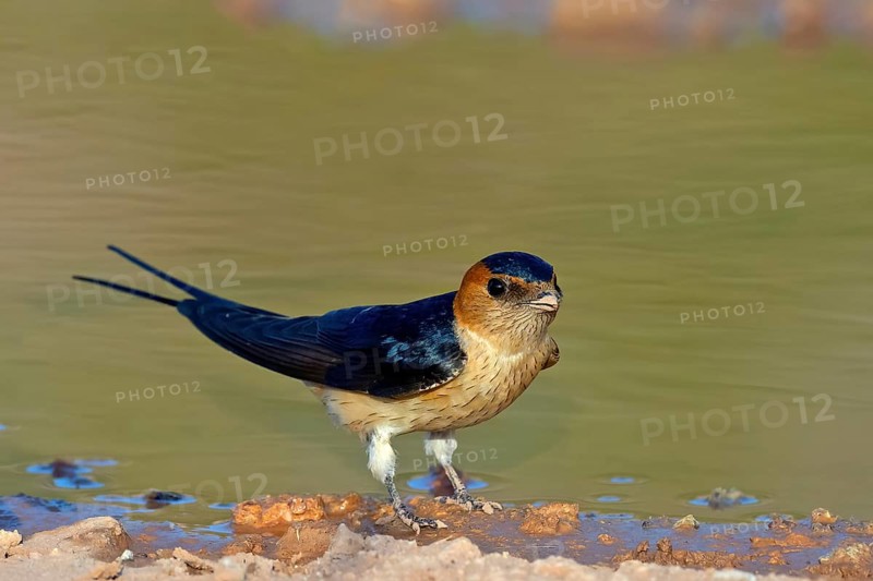 Red-rumped swallow (Hirundo daurica), Lesbos Island, Greece, Europsa, Europe