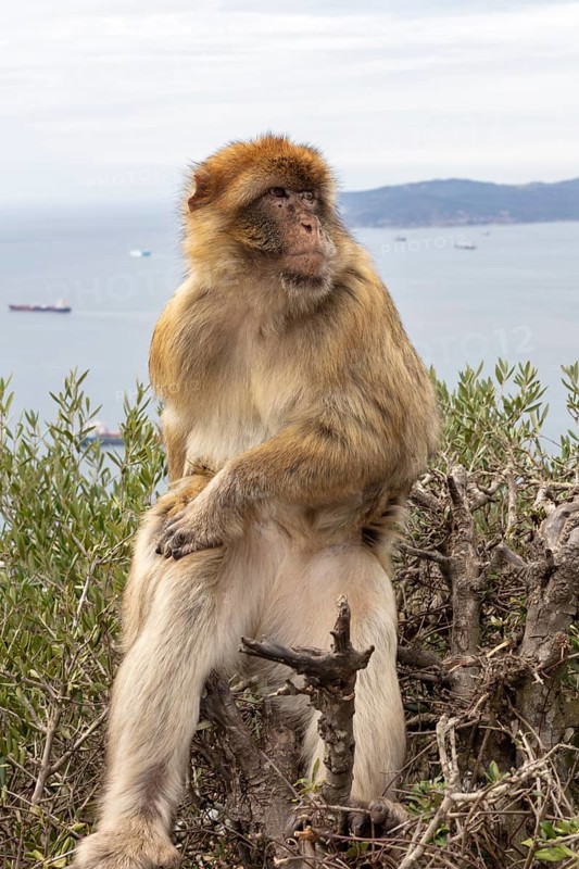 A monkey sitting alone on a bush with a sea background, Gibraltar, Barbary macaque (Macaca sylvanus), Europe