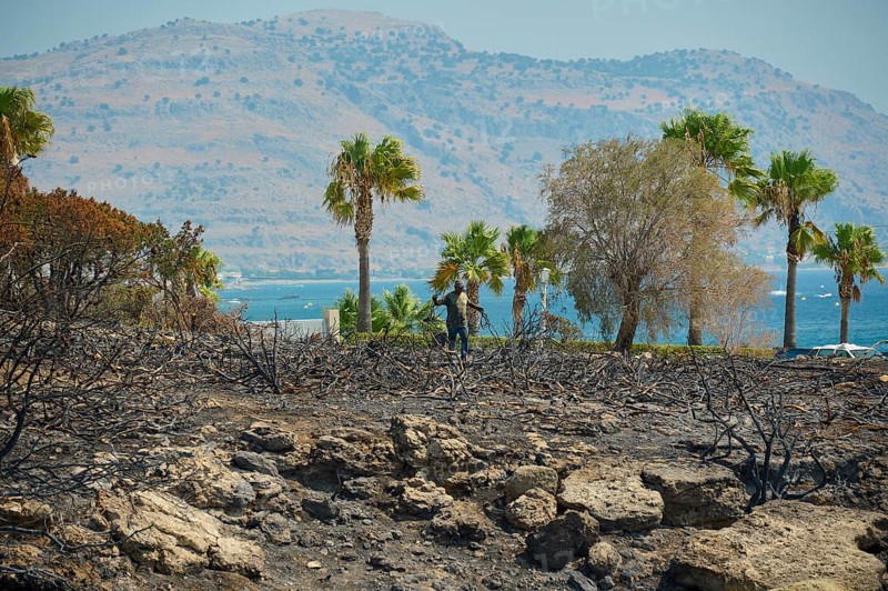 Trees and palm trees in front of a burnt landscape, hills and the sea in the background suggest natural destruction, forest fires, summer 2023, forest fire damage, Princess Beach Hotel, Kiotari, Rhodes, Dodecanese, Greek Islands, Greece, Europe