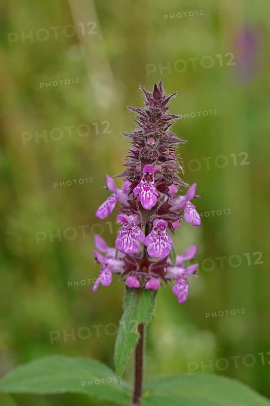 Hedge woundwort (Stachys sylvatica), inflorescence on a forest path, Wilnsdorf, North Rhine-Westphalia, Germany, Europe