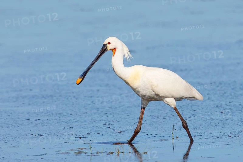 Spoonbill (Platalea leucorodia), adult bird striding through shallow water, adult bird in splendour, wildlife, Ziggsee, Burgenland, Austria, Europe