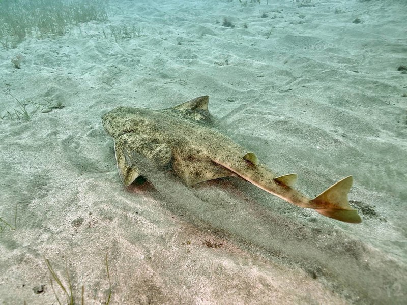 An angel shark (Squatina squatina) swims along the sandy seabed. Dive site El Cabron marine reserve, Arinaga, Gran Canaria, Spain, Atlantic Ocean, Europe