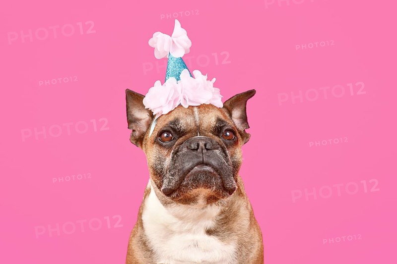 French Bulldog dog with birthday party hat on pink background