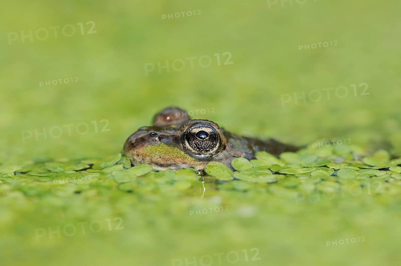 Edible Frog (Pelophylax esculentus, Rana esculenta) in a pond with duckweed (Lemna minor), North Rhine-Westphalia, Germany, Europe