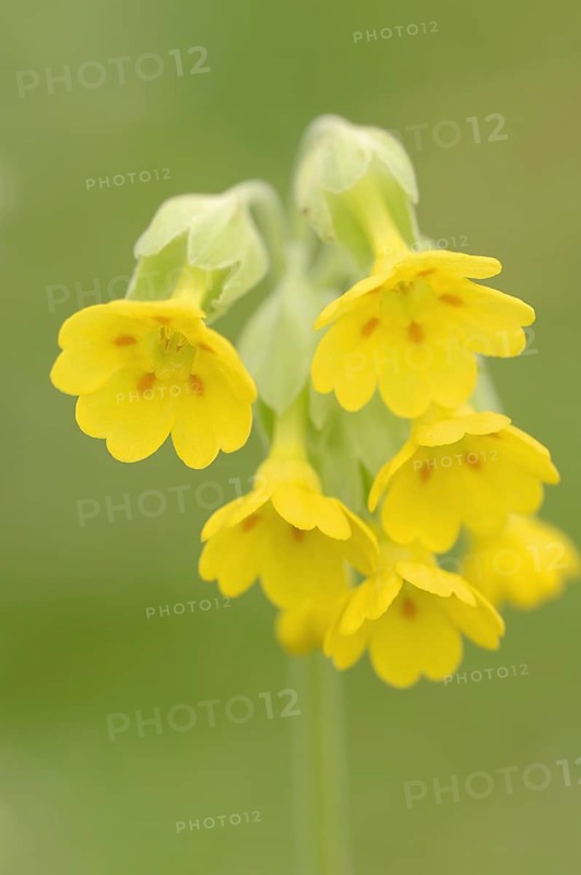 Common cowslip (Primula veris), flowering, spring, North Rhine-Westphalia, Germany, Europe