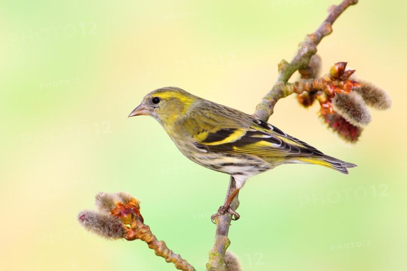 Eurasian siskin (Carduelis spinus) female sitting on a branch of a aspen (Populus tremula), songbirds, animals, birds, Siegerland, North Rhine-Westphalia, Germany, Europe