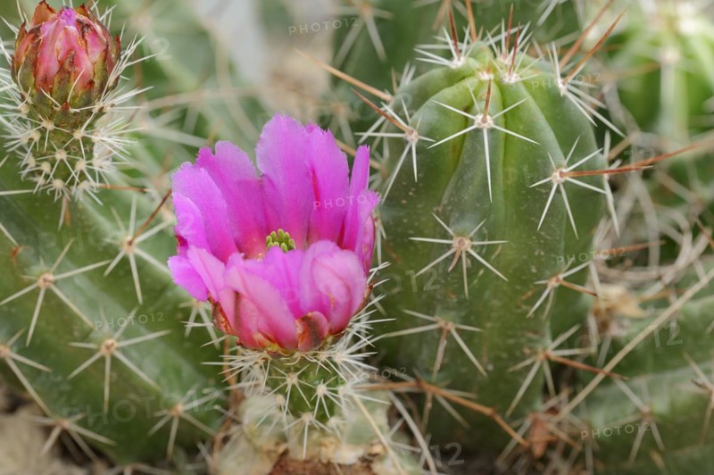 Hedgehog cactus (Echinocereus enneacanthus), flower, native to North America