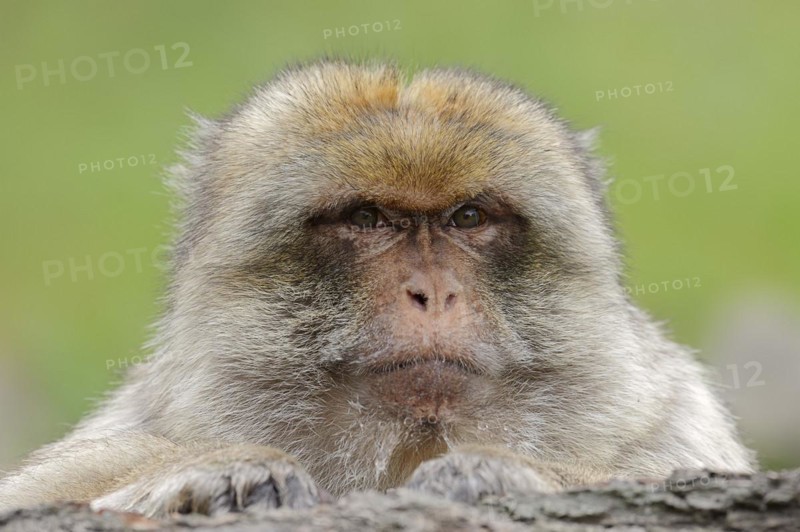 Barbary macaque (Macaca sylvanus), male, portrait, captive, occurring in Morocco, Algeria and Gibraltar