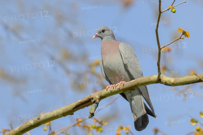 Stock Dove (Columba oenas) sitting on a branch, blue sky, Rosensteinpark, Stuttgart, Baden-Württemberg, Germany, Europe