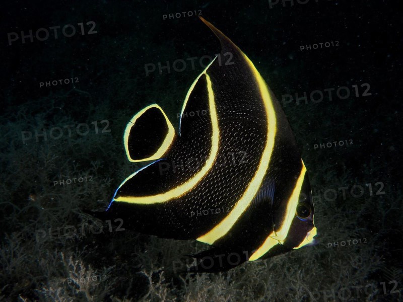 A black tropical fish with elegant yellow stripes, French angelfish (Pomacanthus paru) juvenile, swimming in the darkness of the sea. Dive site Blue Heron Bridge, Phil Foster Park, Riviera Beach, Florida, USA, North America
