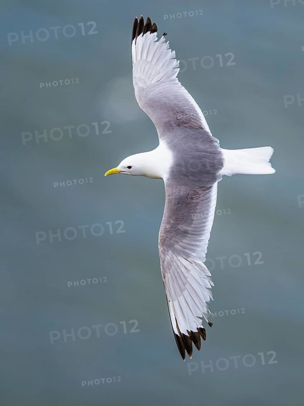 Black-legged Kittiwake, Rissa tridactyla, bird in flight over sea, Bempton Cliffs, North Yorkshire, England, United Kingdom, Europe