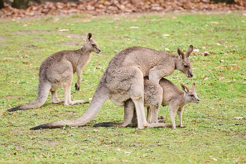 Western grey kangaroos (Macropus fuliginosus) pairing on a meadow, Germany, Europe