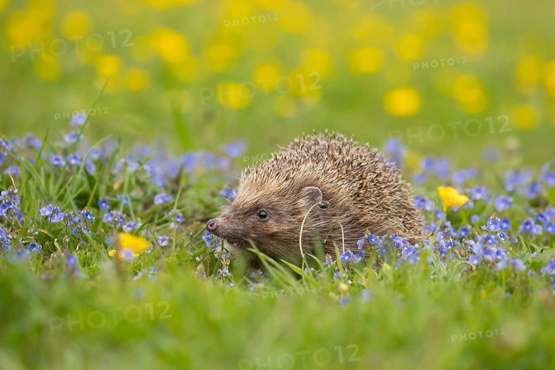 European hedgehog (Erinaceus europaeus) adult animal in a spring meadow with flowering Buttercup and Speedwell plants, England, United Kingdom, Europe