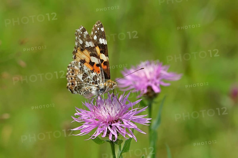 Thistle butterfly (Vanessa cardui, Cynthia cardui) on flower of the meadow knapweed (Centaurea jacea), underside of wing, Wilnsdorf, North Rhine-Westphalia, Germany, Europe