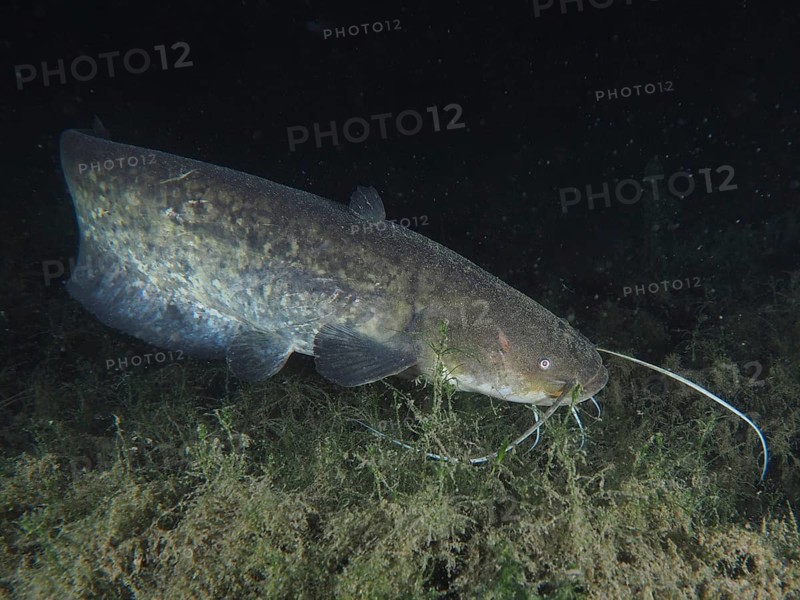 A catfish (Silurus glanis), Waller, swimming at night in a dark underwater environment with algae, dive site Klosterinsel, Rheinau, Canton Zurich, Rhine, High Rhine, Switzerland, Germany, Europe