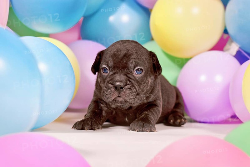 Cute small black French Bulldog dog puppy between colorful balloons