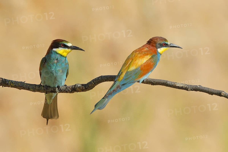 Pair of bee-eaters (Merops apiaster), sitting on a branch and looking in opposite directions, Rhineland-Palatinate, Germany, Europe