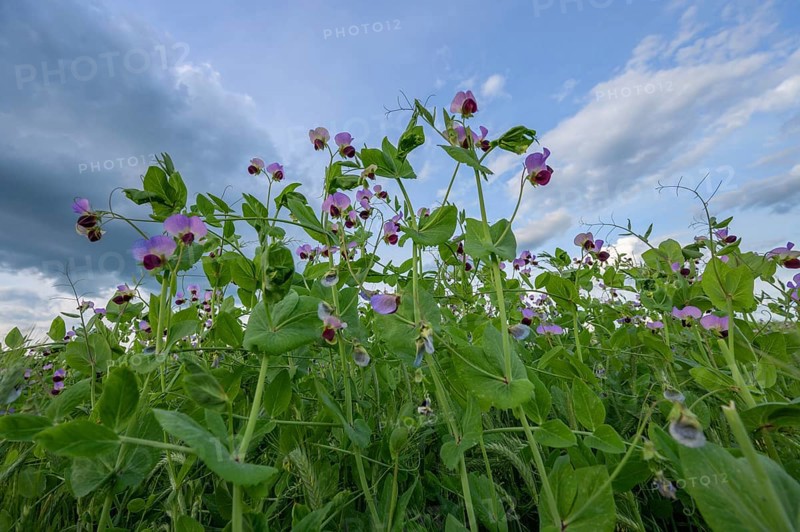 Flowering pea field (Pisum sativum), Franconia, Bavaria, Germany, Europe