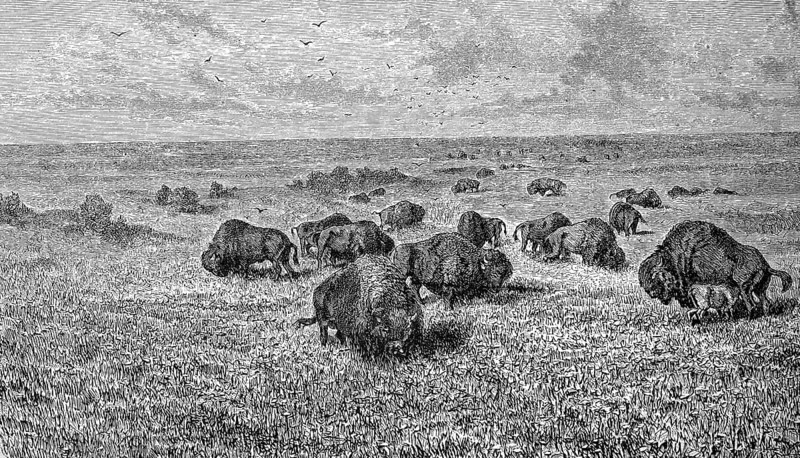 Bison herd in the prairie of the Northwest of America, 1880, Historical, digital reproduction of an original from the 19th century