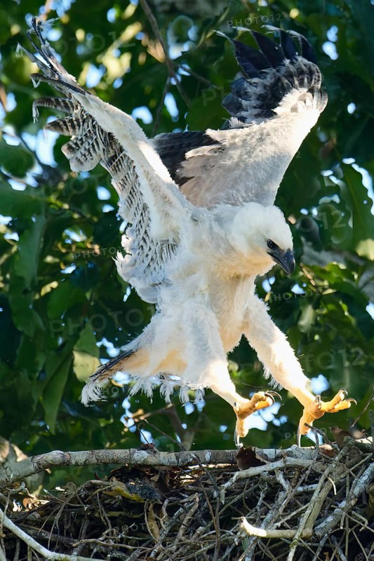 4 month old Harpy Eagle chick, Harpia harpyja, doing flight exercise in the nest, Alta Floresta, Amazon, Brazil, South America