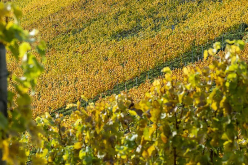 Vineyards in autumn, Rotenberg, Stuttgart, Baden-Württemberg, Germany, Europe