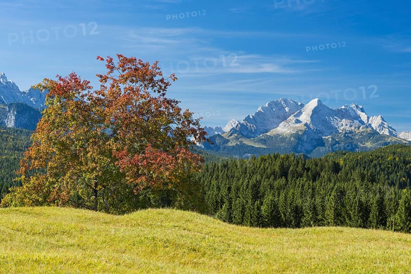 Humpback meadows between Mittenwald and Krün, Werdenfelser Land, behind it the Zugspitze, 2962m, Wetterstein range, Upper Bavaria, Bavaria, Germany, Europe