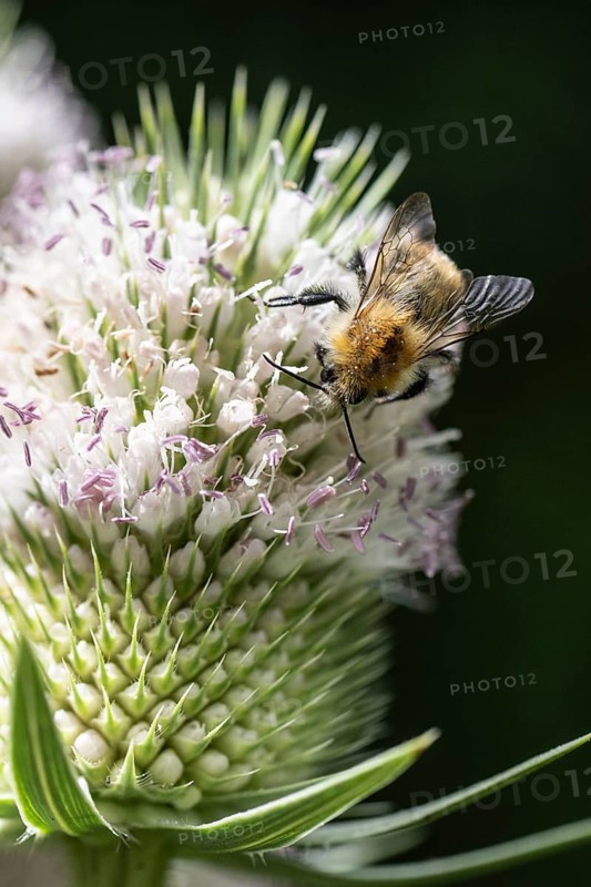 Early bumblebee (Bombus pratorum) on teasel (Dipsacus sylvestris), Emsland, Lower Saxony, Germany, Europe