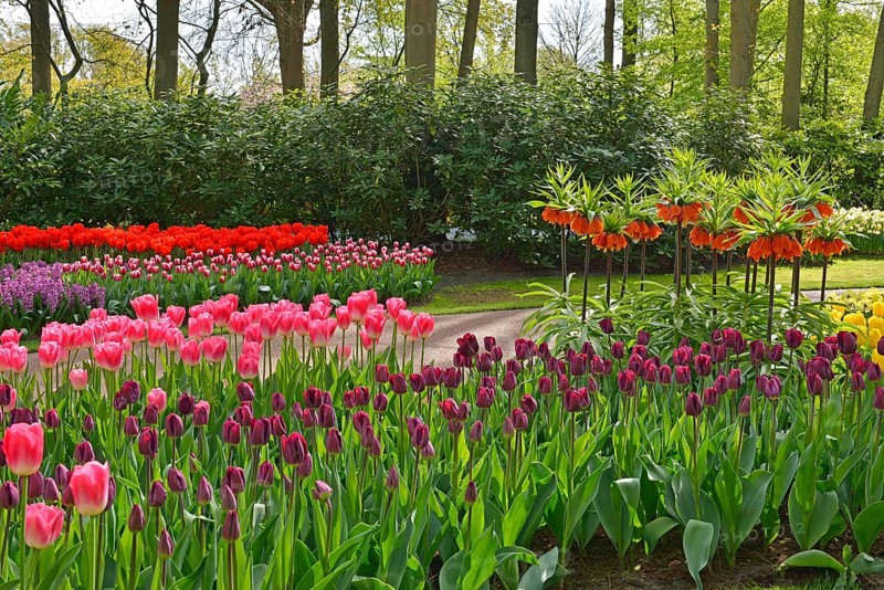 Tulips (Tulipa) and kaiser's crown (Fritillaria imperialis) at Keukenhof, Lisse, South Holland