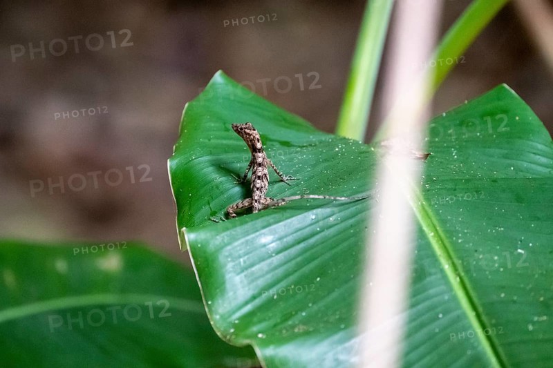 Striped Anolis (Anolis) sitting on a leaf, Osa Peninsula, Puntarena Province, Costa Rica, Central America