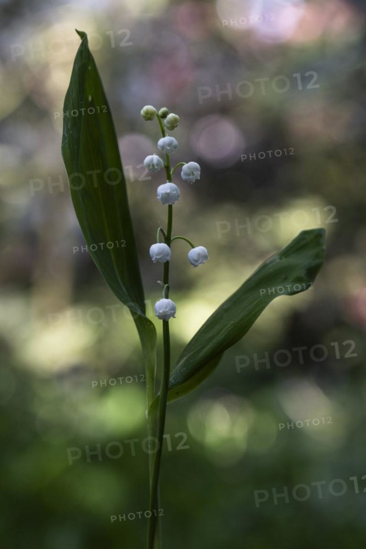 Lily of the valley (Convallaria majalis), Emsland, Lower Saxony, Germany, Europe